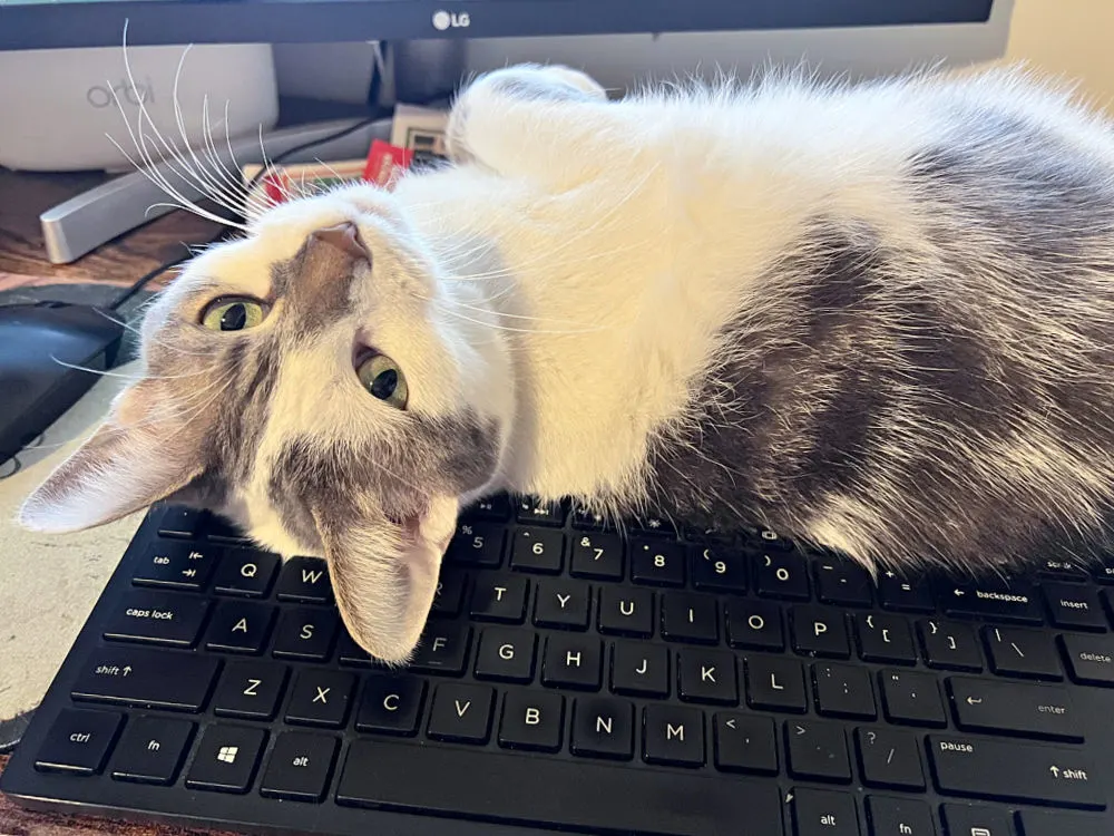 gray and white cat on a keyboard