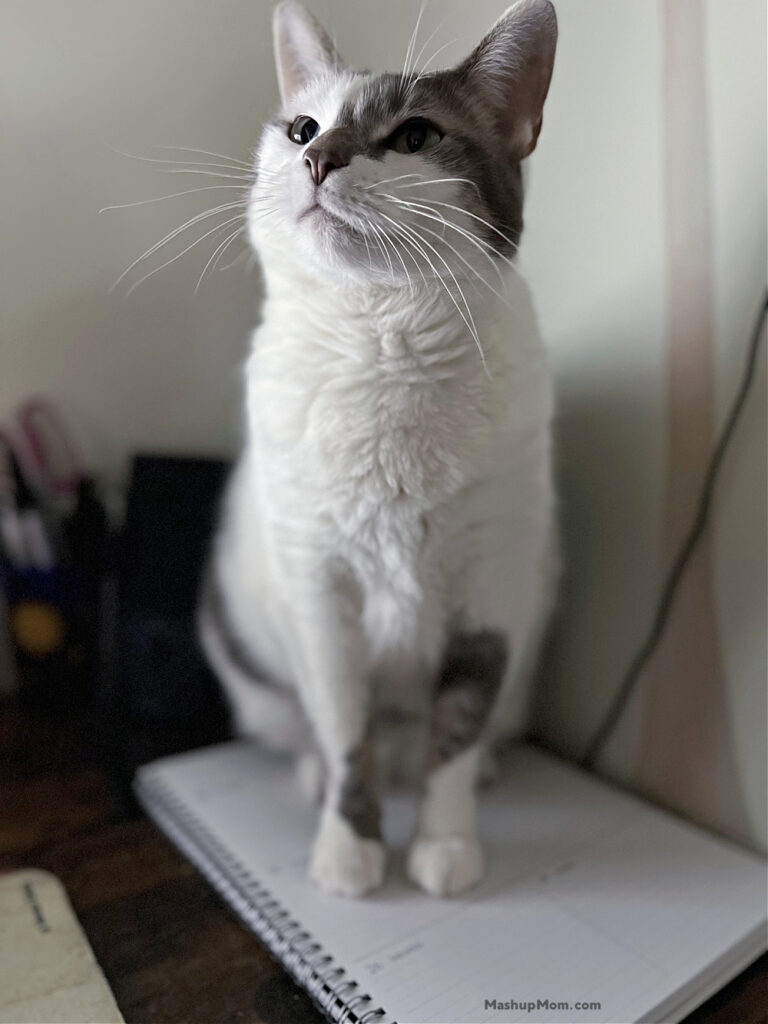 gray and white cat on my planner