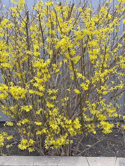 blooming forsythia