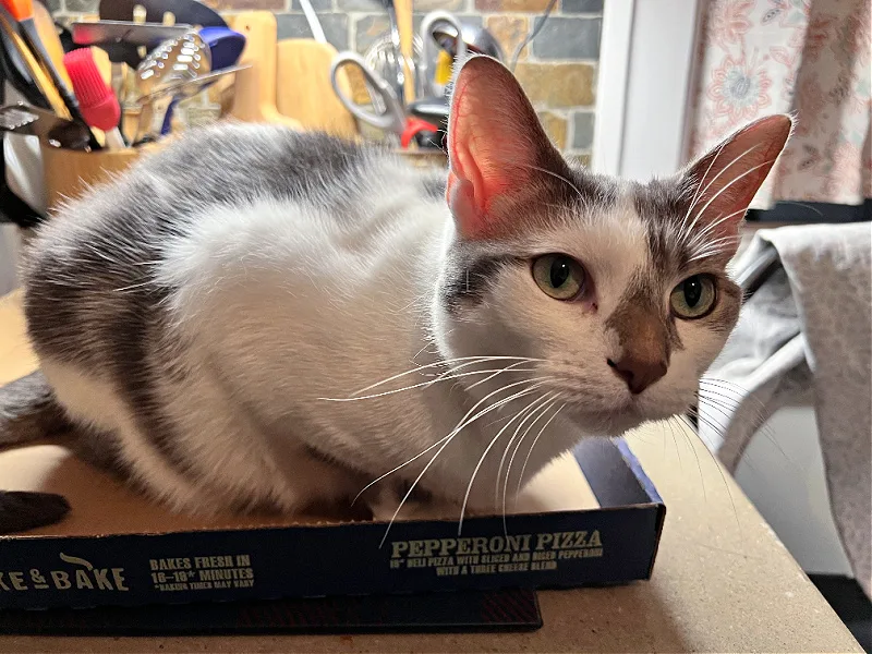 cat in a pizza box