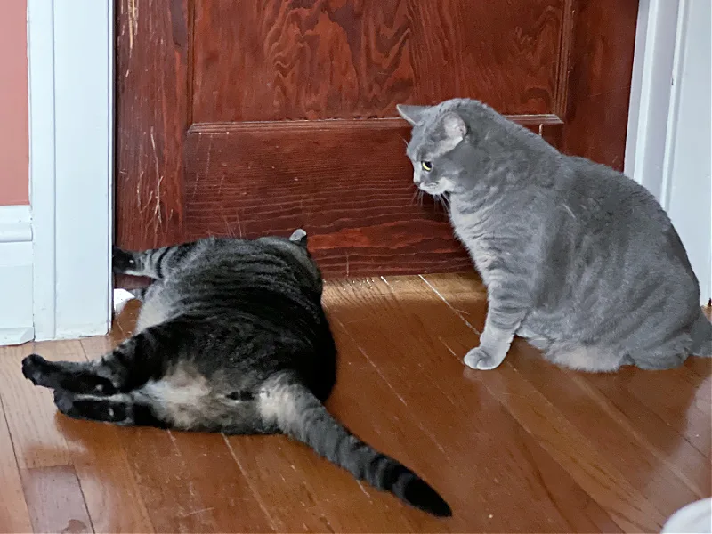 cats trying to get under a door