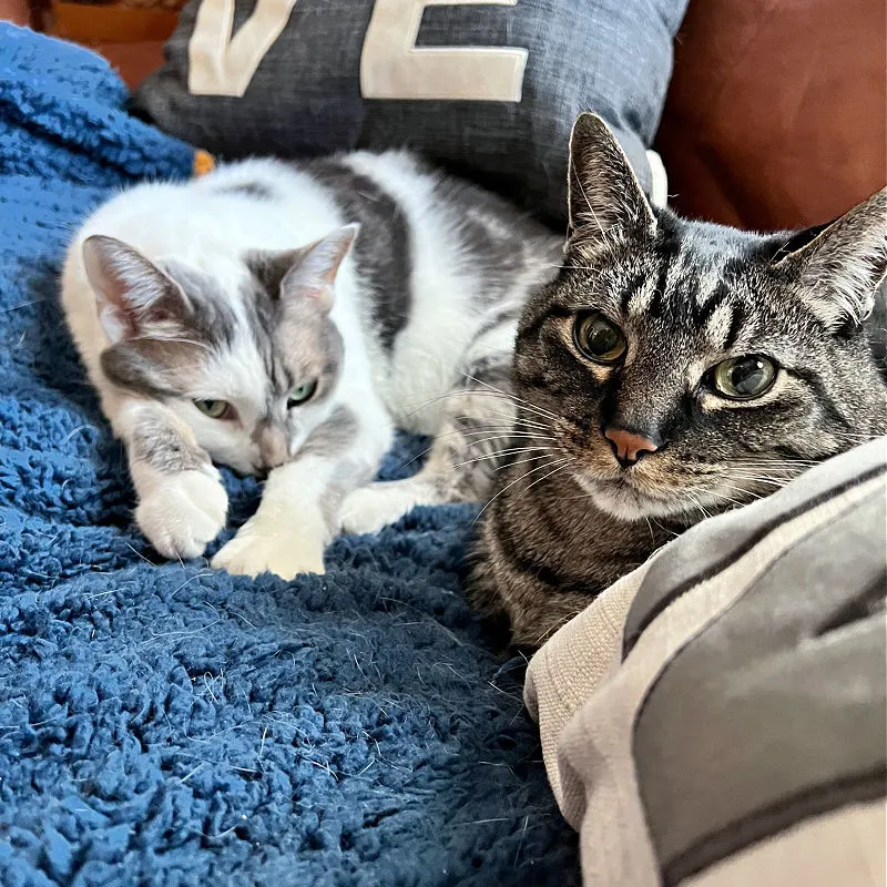 cats cozying up on a blue blanket