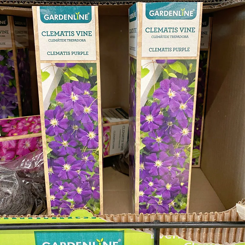 purple clematis vines at aldi