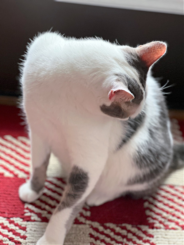 gray and white cat cleaning her fur