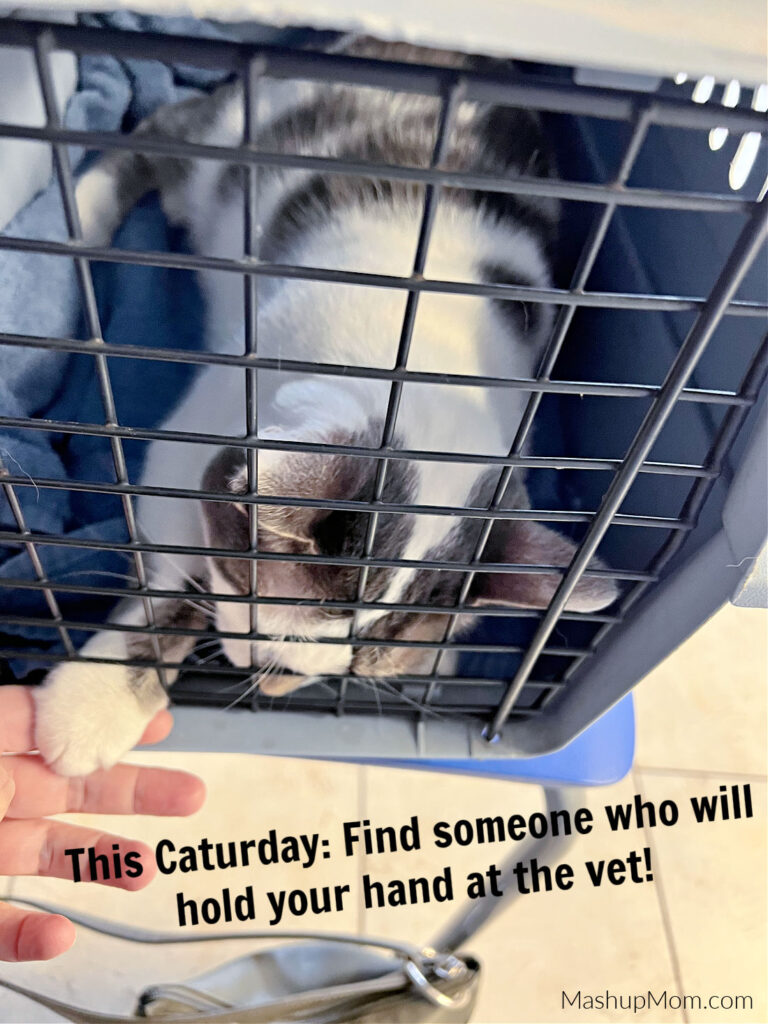 gray and white cat in a carrier holding hands at the vet