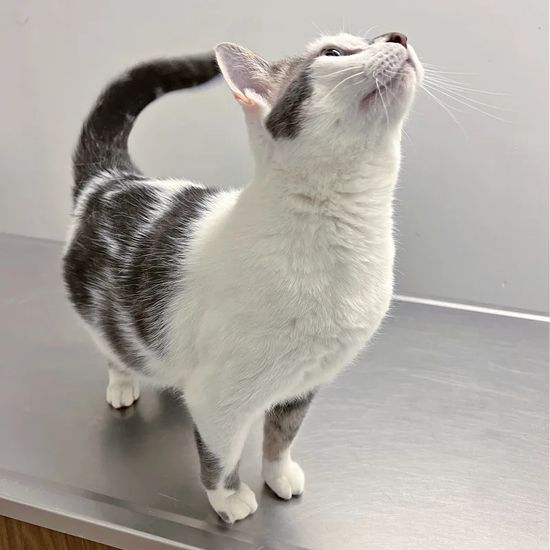 gray and white cat on a table at the vet