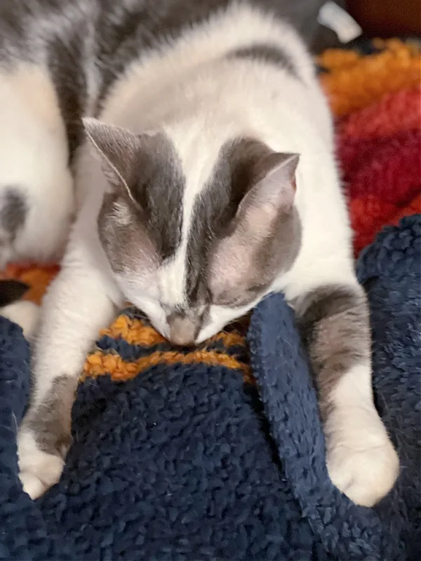 gray and white cat on a blue blanket