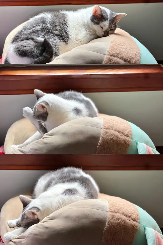 gray and white cat on baby yoda squishmallow