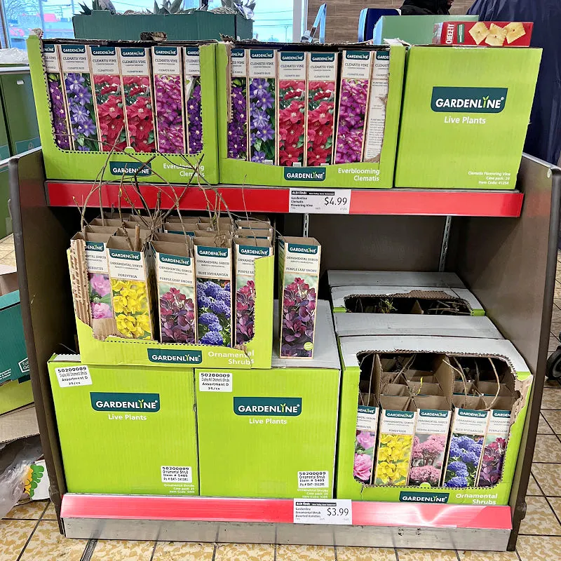 flowering vines and ornamental shrubs at aldi