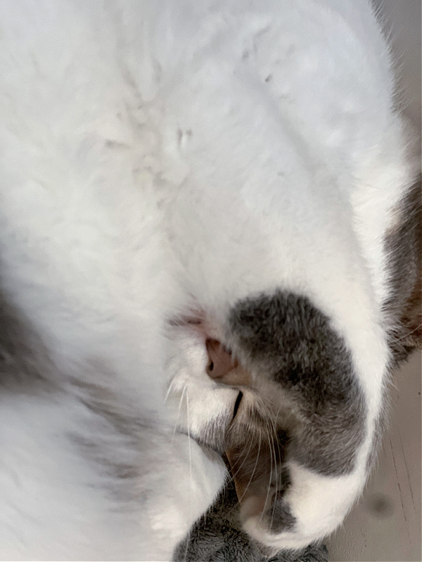 sleepy gray and white cat with paw over her eyes