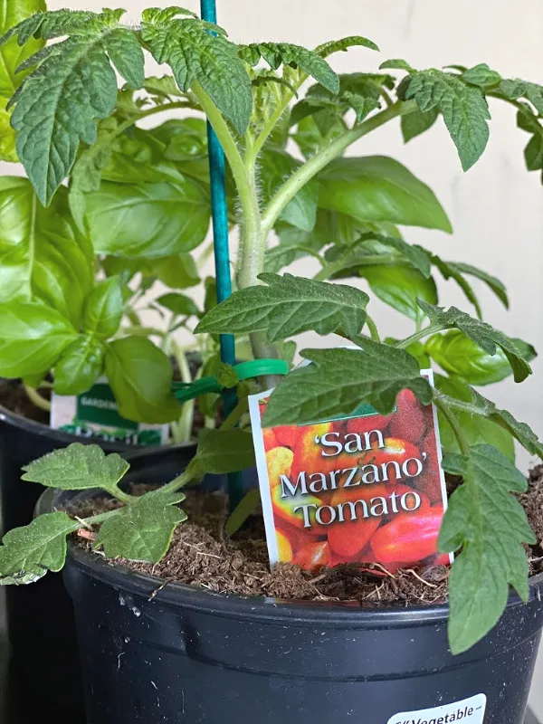 san marzano tomato plant from aldi