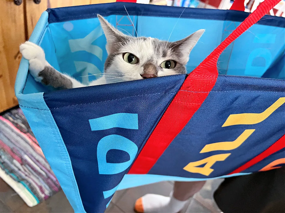 grey and white cat in an aldi tote