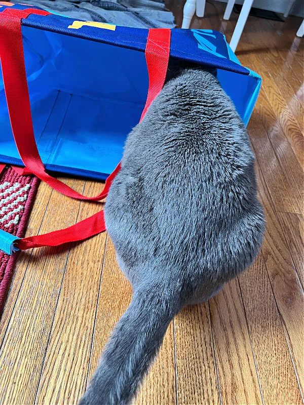 gray cat in aldi tote