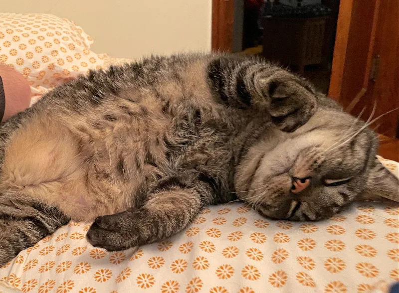 sleeping cat on orange patterned sheets