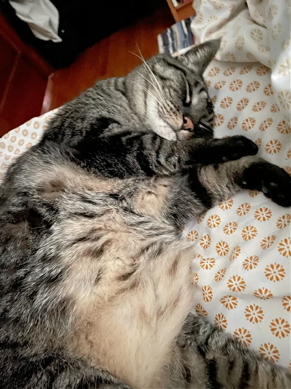 brown cat on a bed