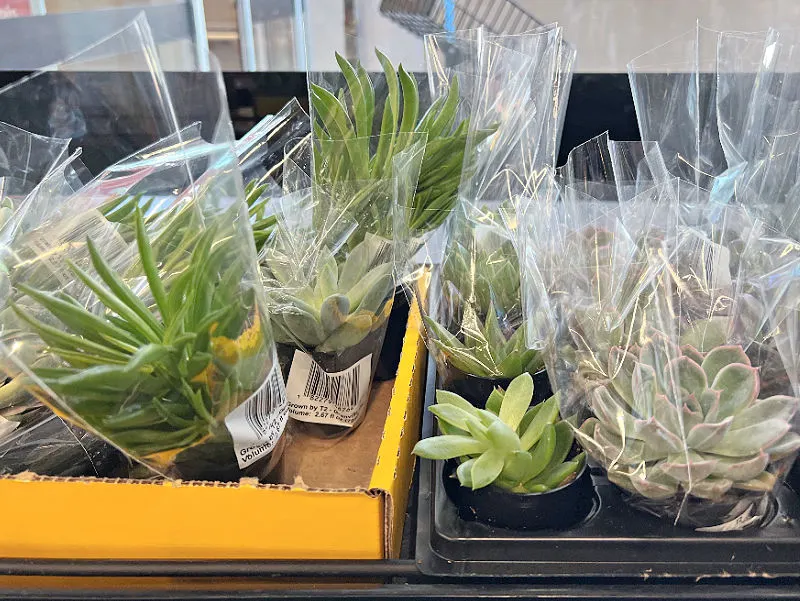 mini succulents at aldi