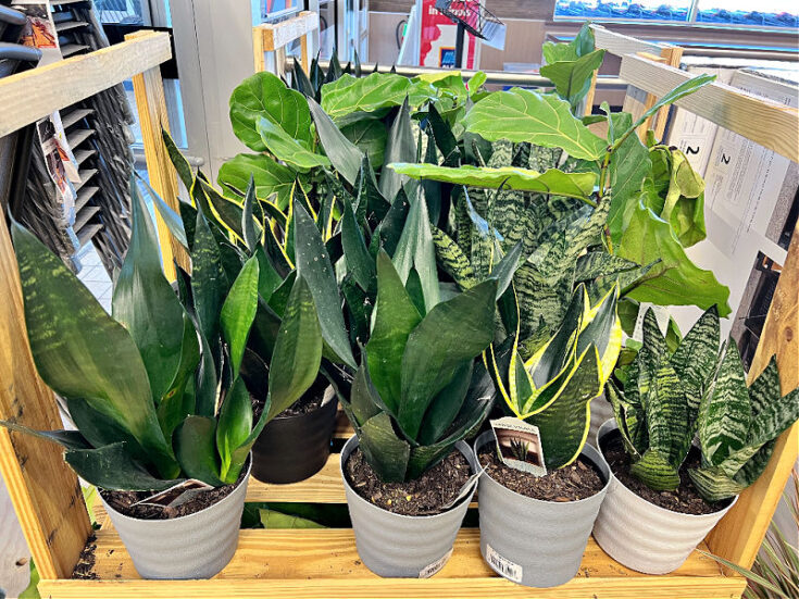 BBQ spice rubs and backyard pools ALDI Finds week of 6/29/22