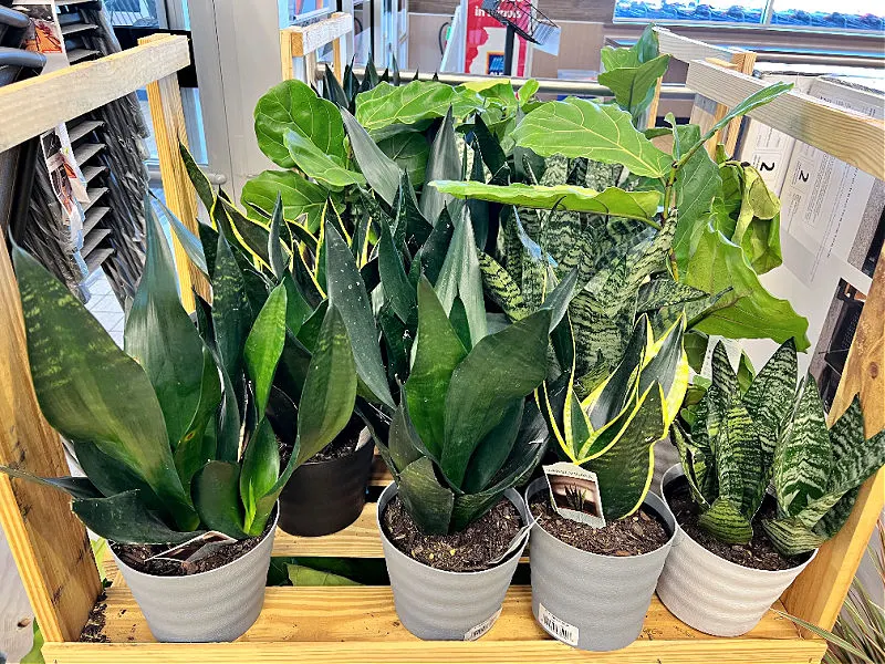 Aldi plants clearance