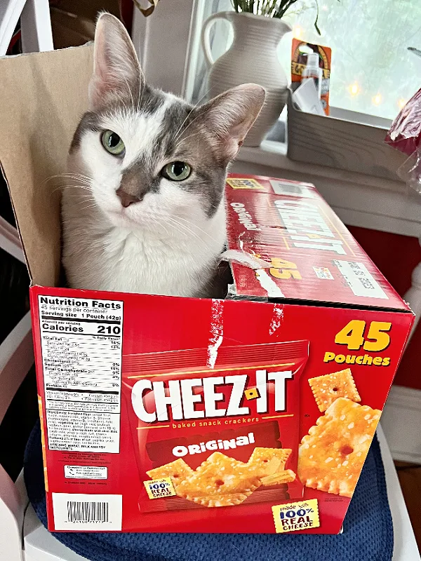 white and gray cat in cheezits box