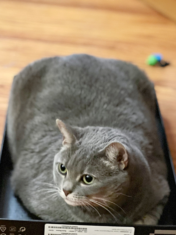gray cat is wide in a box