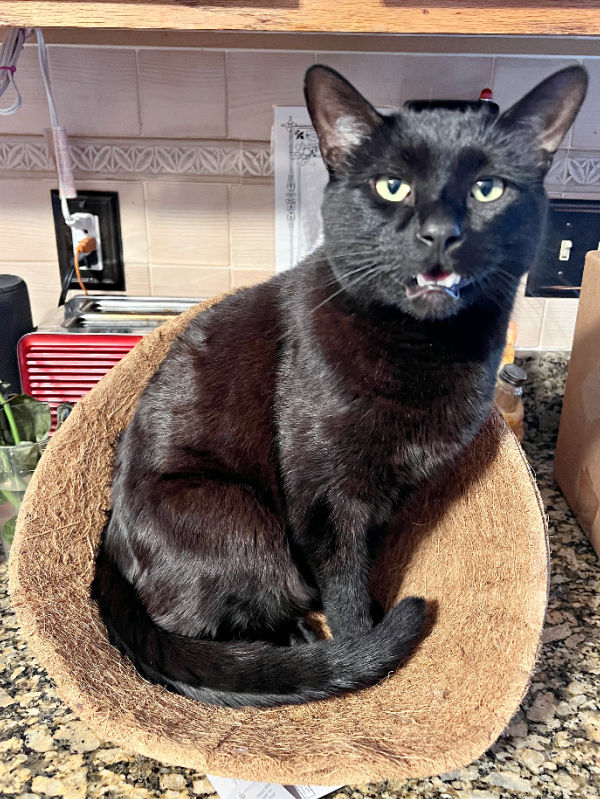 black cat in a coco liner