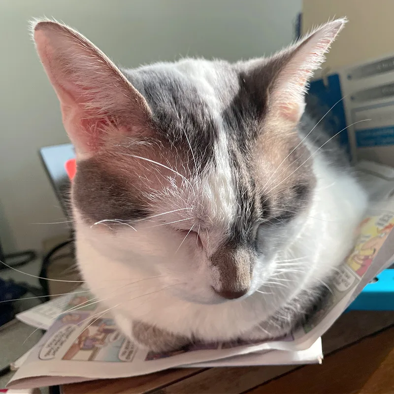 white and gray cat with big ears