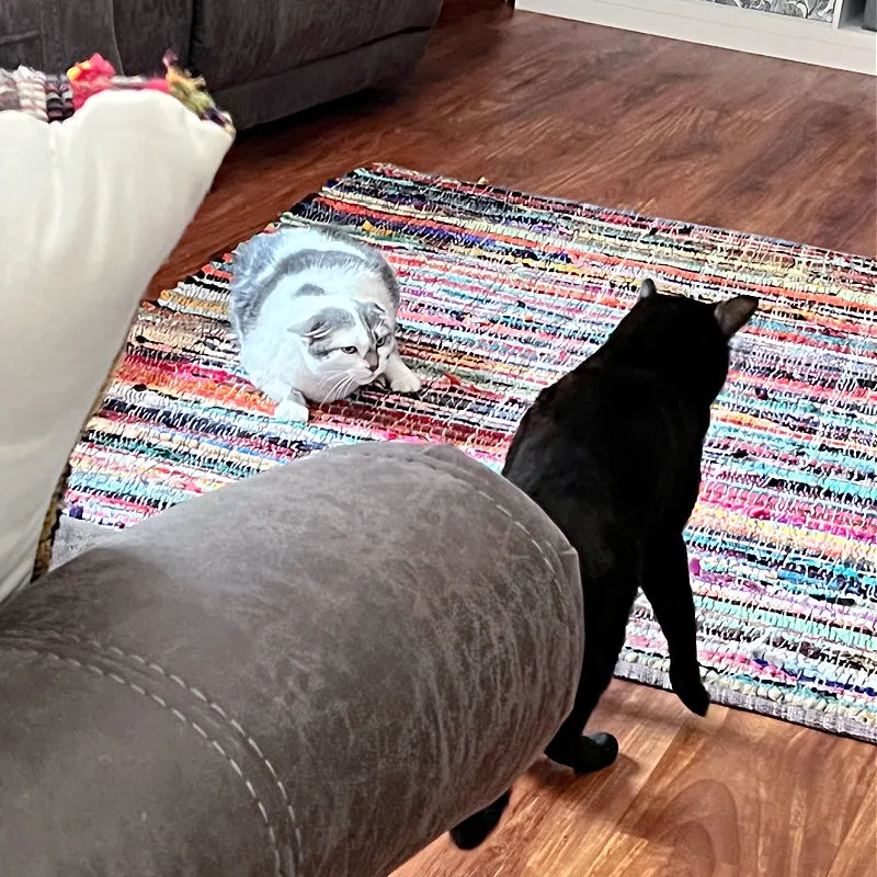 gray and white cat glaring at a black cat