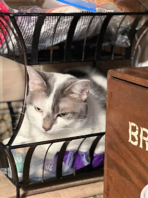 gray and white cat in a bread basket