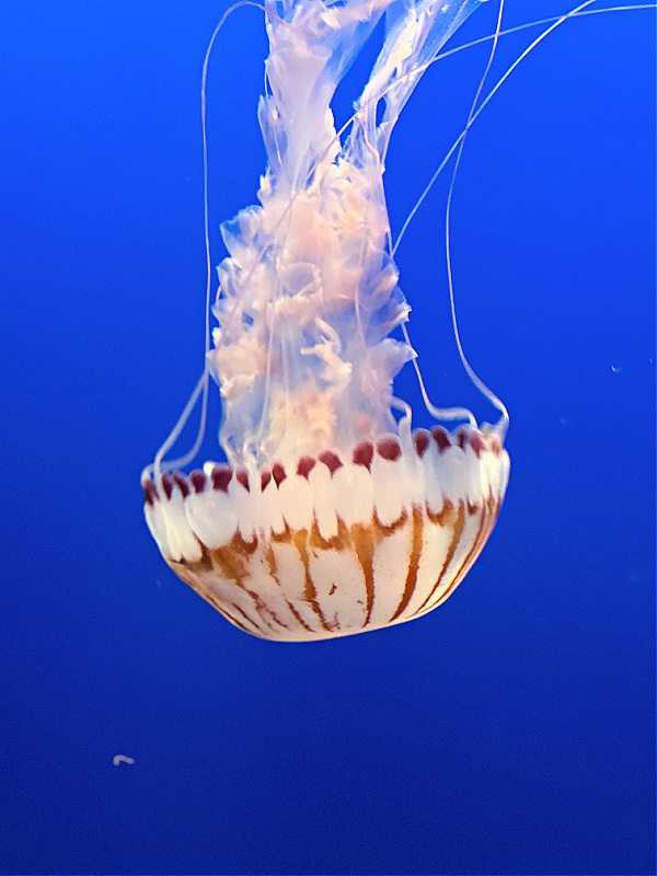 brown and white jellyfish