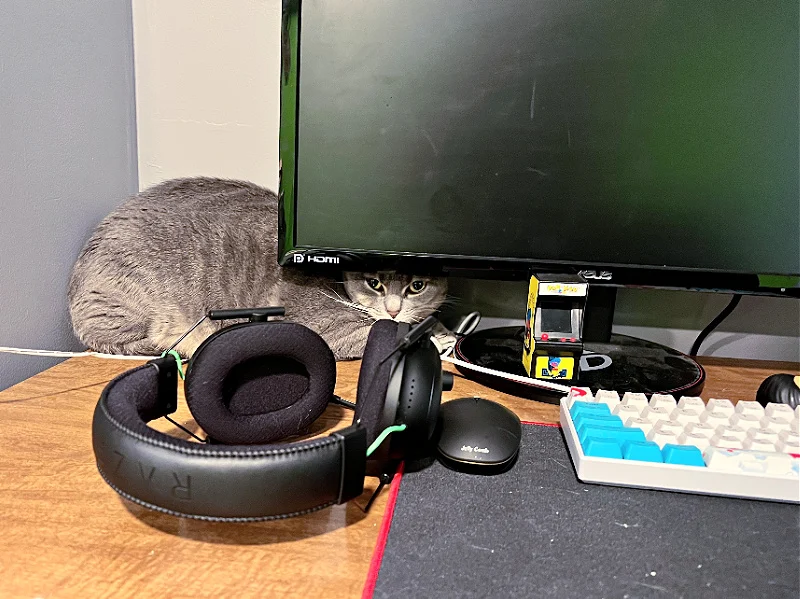 gray cat hiding on a desk