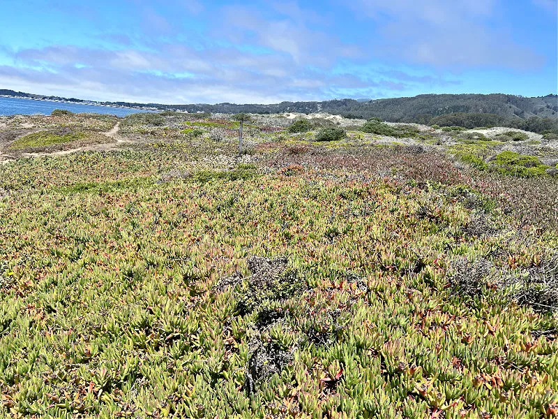 half moon bay beach