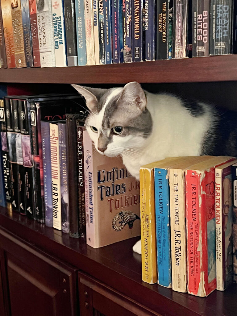 cat among books on a shelf
