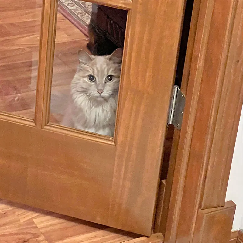 orange cat lurking behind a glass door
