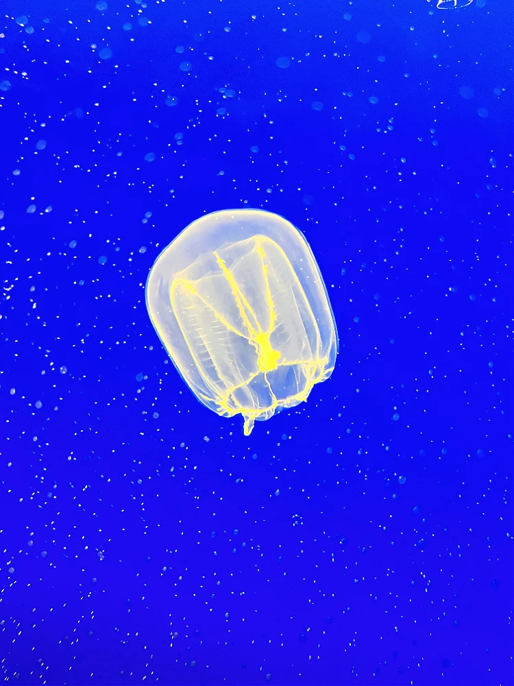 jellyfish at the monterey bay aquarium