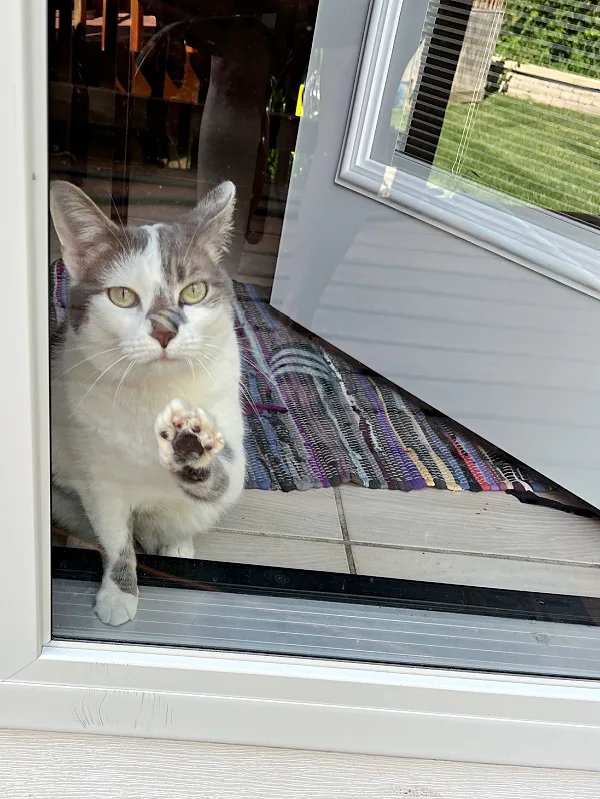 gray and white cat pawing a glass back door
