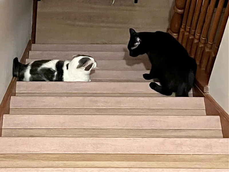 two cats glaring at each other on the stairs