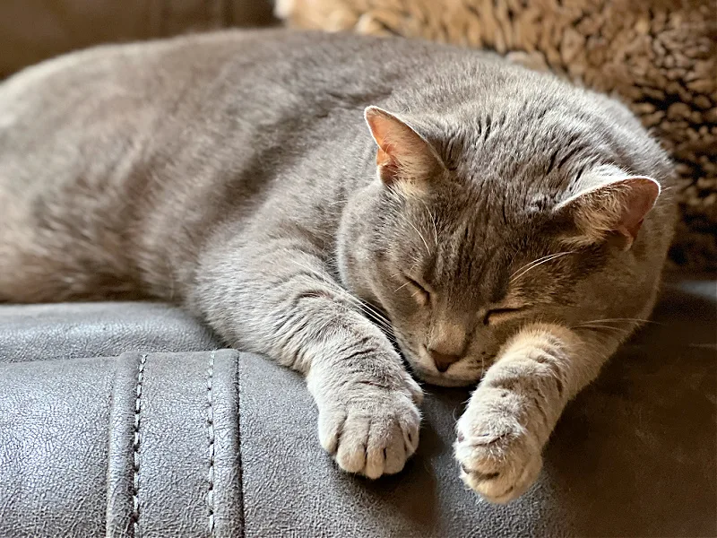 gray cat on a gray couch with a gray pillow