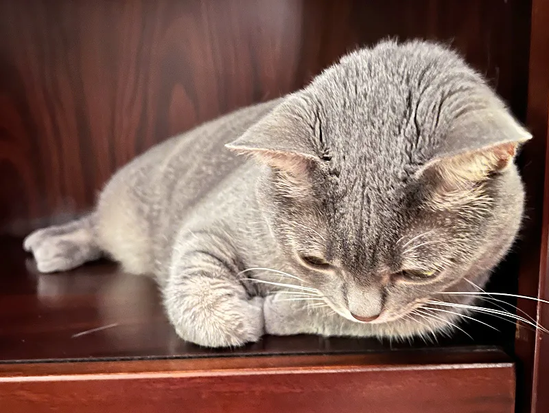 gray cat on a wooden bookshelf