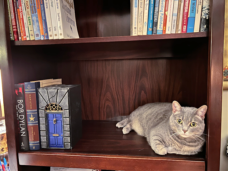 gray cat on a shelf with books