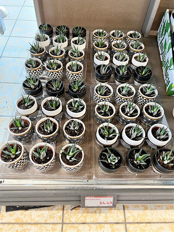 mini zebra plants