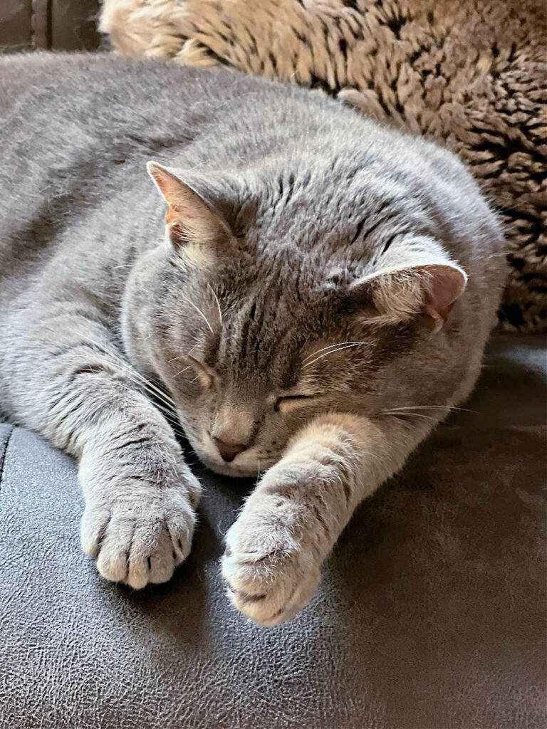 sleepy gray cat on a gray couch