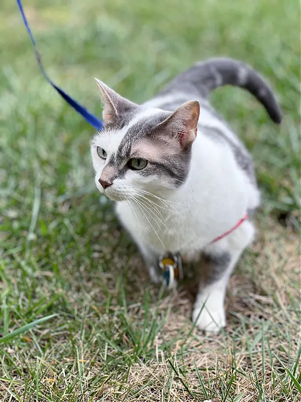 gray and white cat in the grass