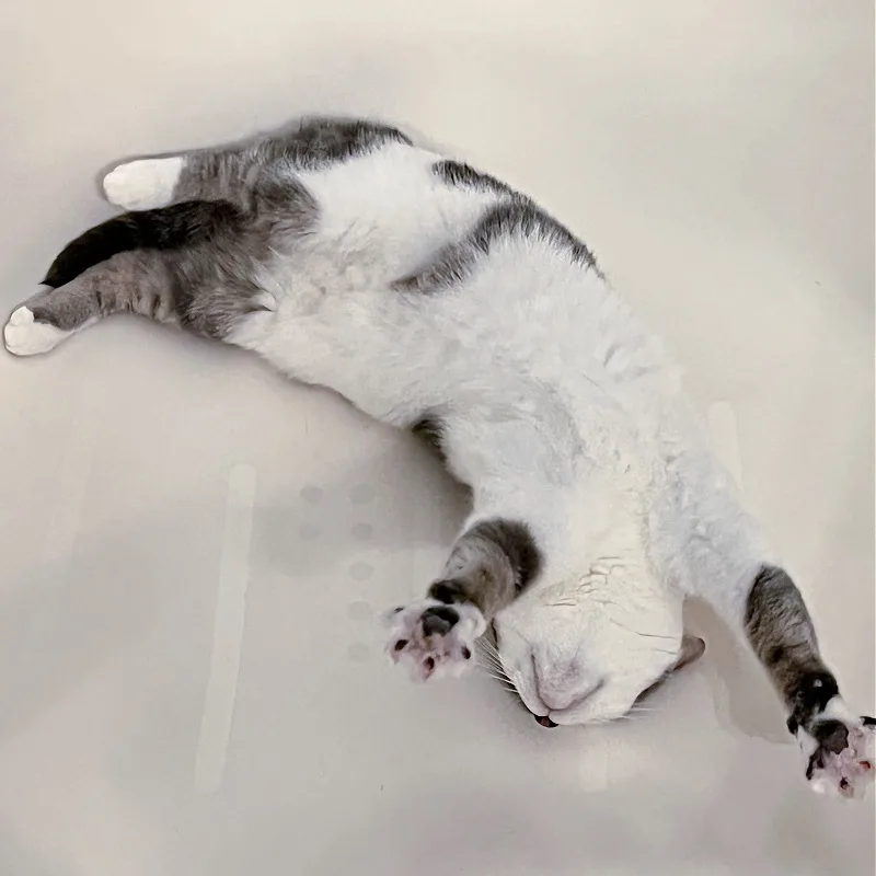 gray and white cat upside-down in bathtub
