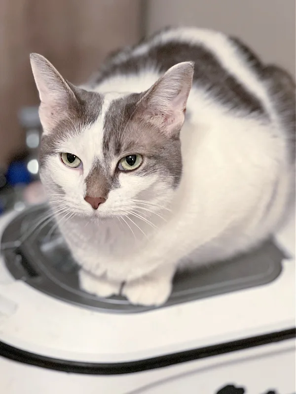 gray and white cat on a white bin