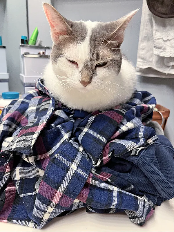 gray and white cat on laundry