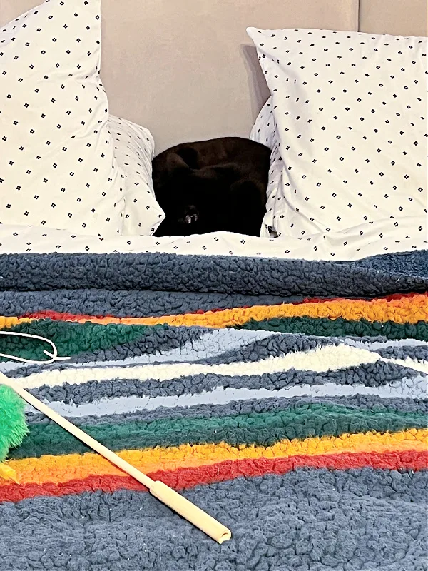 black cat between bed pillows