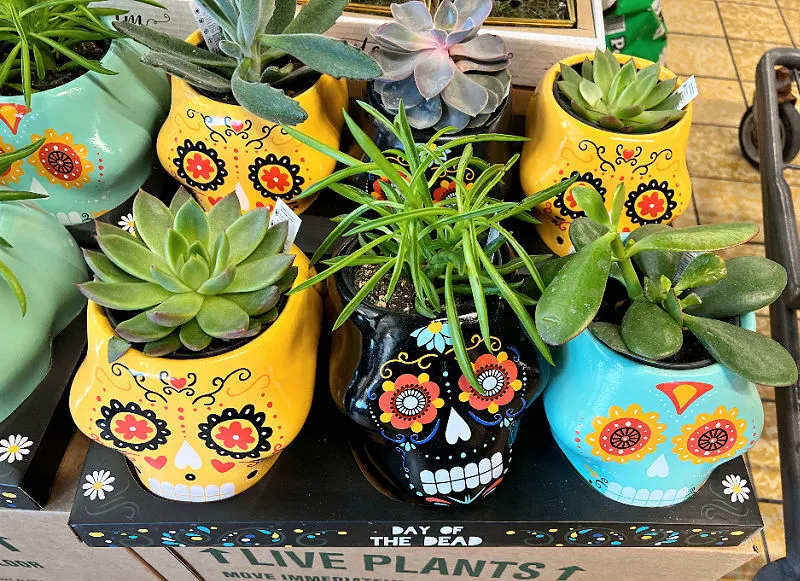 day of the dead succulents