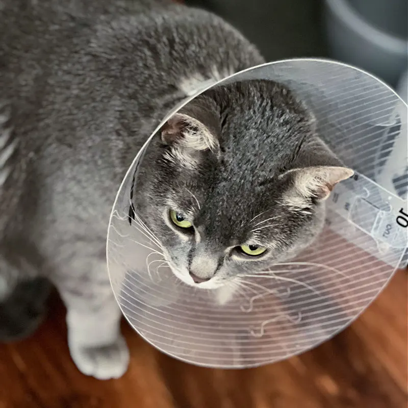 gray cat in cone
