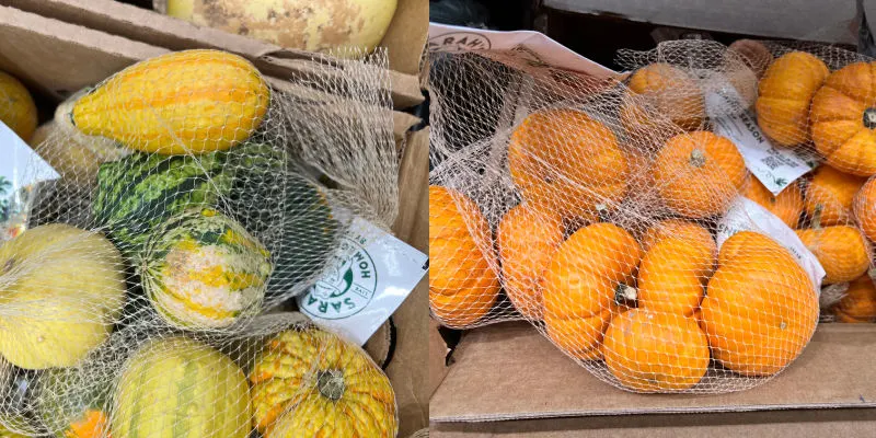 mini gourds and mini pumpkins