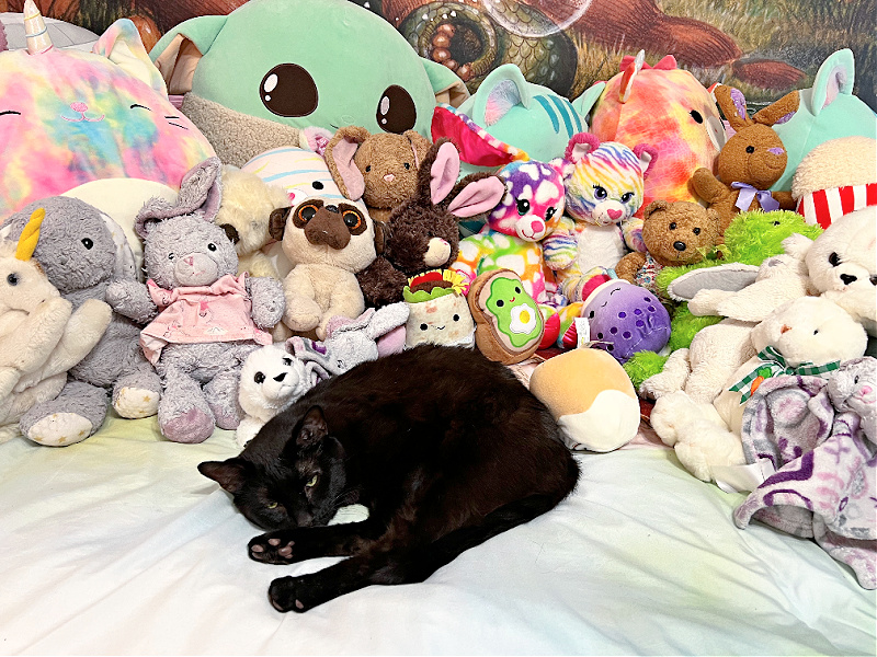 black cat with stuffed animals